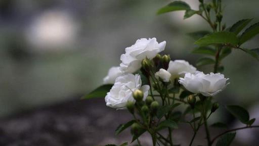 這「五種花」最好扔掉，因為很難養「出狀態」，近期別再花錢買了