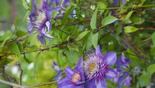 3種「坑人花」，下單時要謹慎，都是「騙人花」，買了白花錢