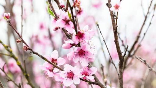 10種「霸氣花」，鎮宅又旺家，隨便養一盆，四季平安，子孫富貴