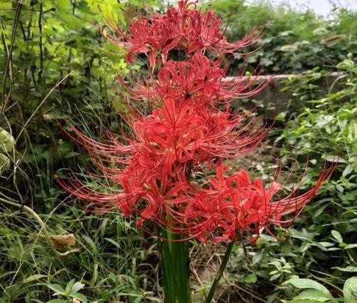 養花要重視健康，這5種花已經被拉入「黑名單」，好看也要離遠點