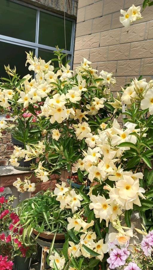 適合陽臺養的藤本花卉—飄香藤，皮實好養，花色清新，常年有花開