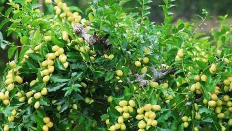 春天除了種花，還可以種「果樹」，看著不起眼，養起來「好處多」