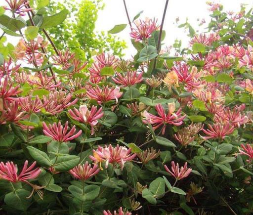 家裡養金銀花，有金有銀「有錢花」，摘花泡茶，養人旺家