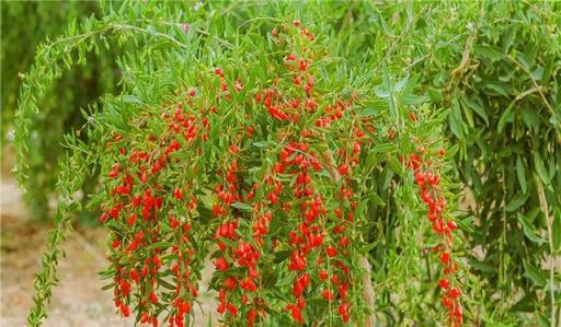 老中醫愛的「仙草花」，開花極漂亮，採花煲湯，養人健康