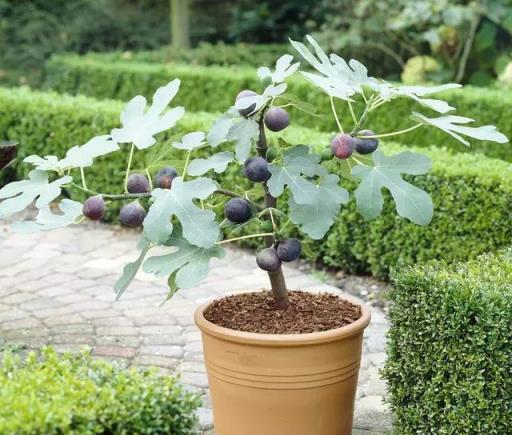 早春陽臺養無花果，4種「有機肥」輪番上陣，當年長出「天仙果」