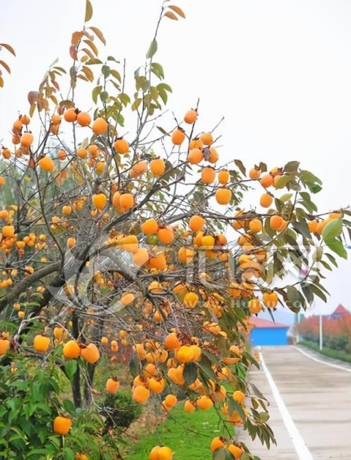 春天除了種花，還可以種「果樹」，看著不起眼，養起來「好處多」