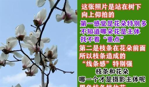 春天拍攝花朵照片，新手記住5句攝影口訣，輕鬆提升照片質量