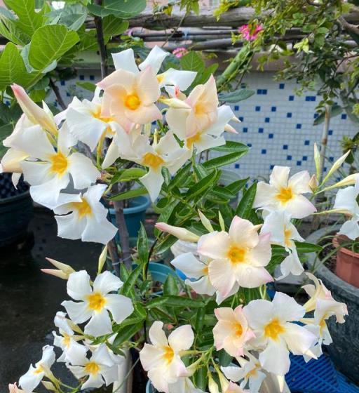 適合陽臺養的藤本花卉—飄香藤，皮實好養，花色清新，常年有花開