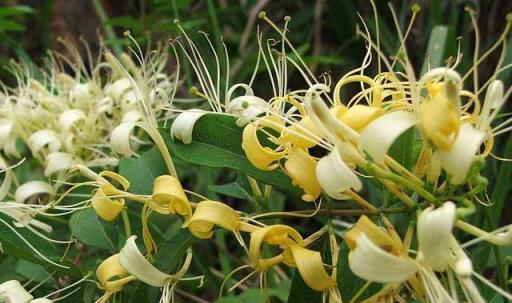 老中醫愛的「仙草花」，開花極漂亮，採花煲湯，養人健康