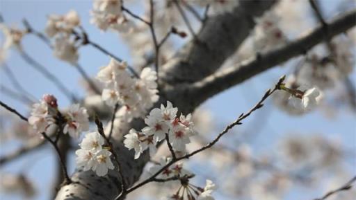 朋友圈裡的「櫻花」，其實是紅葉李？專家教你分辨春季花卉小竅門