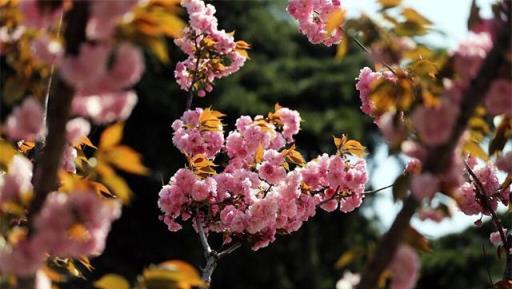 朋友圈裡的「櫻花」，其實是紅葉李？專家教你分辨春季花卉小竅門