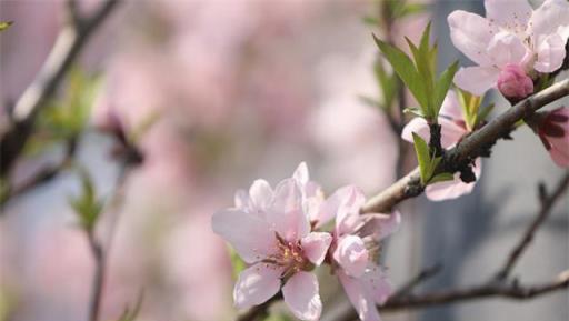 朋友圈裡的「櫻花」，其實是紅葉李？專家教你分辨春季花卉小竅門