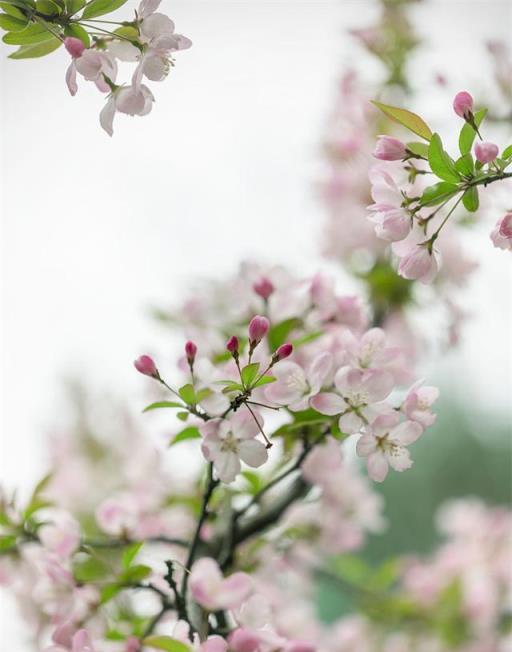 朋友圈裡的「櫻花」，其實是紅葉李？專家教你分辨春季花卉小竅門