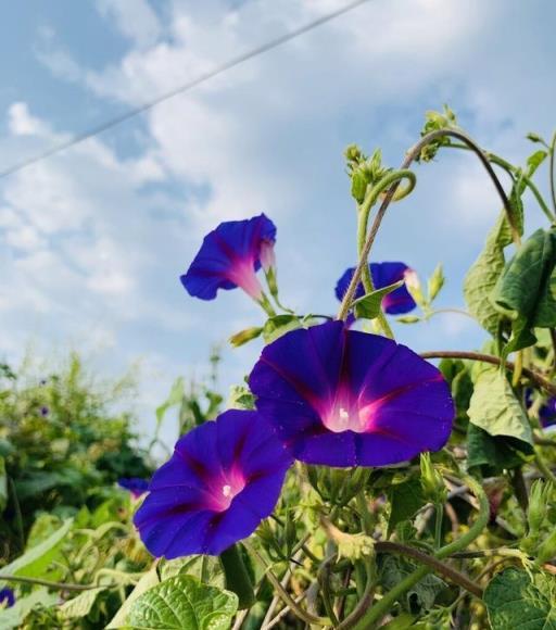 10種夏天開花的花卉，開花好看又好養