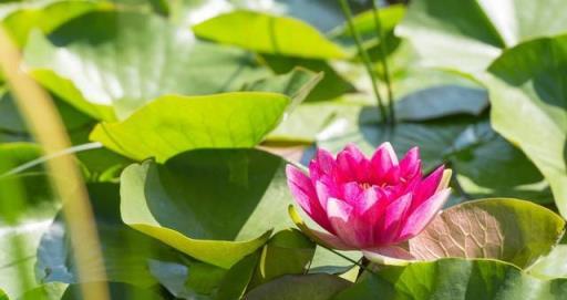 10種夏天開花的花卉，開花好看又好養