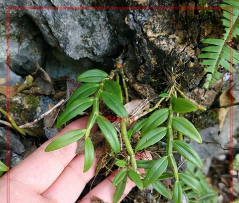 老中醫愛的「仙草花」，開花極漂亮，採花煲湯，養人健康