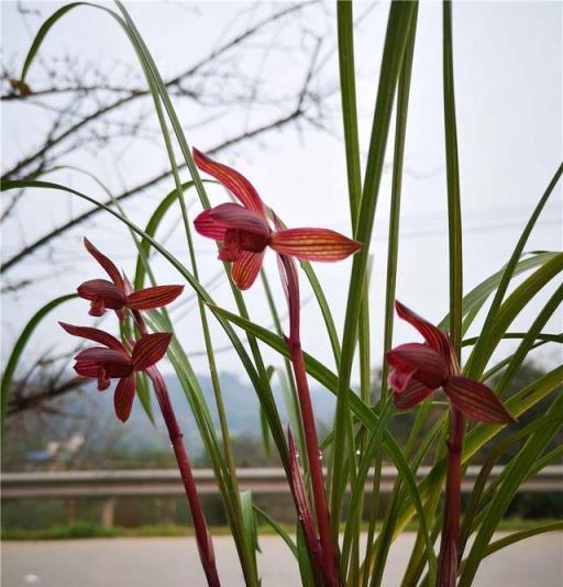 春蘭十大紅素之首「醉紅素」，紅杆紅花，蘭香芬芳，新手養蘭首選