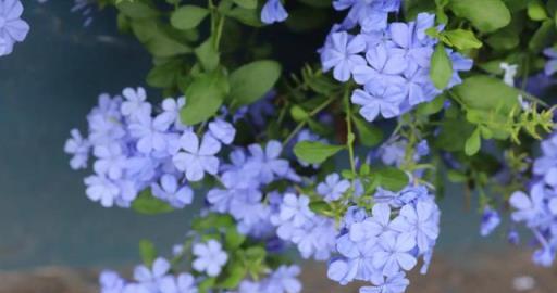 藍雪花「冒芽」時期，這幾個操作很重要，長勢更好，開花也能更多