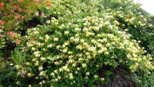 家裡養金銀花，有金有銀「有錢花」，摘花泡茶，養人旺家