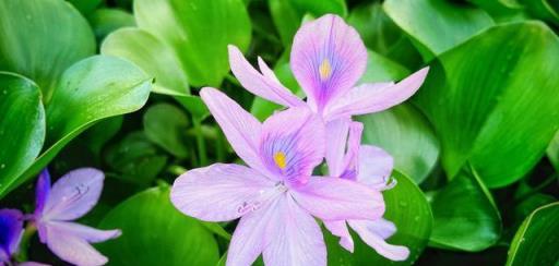 10種夏天開花的花卉，開花好看又好養