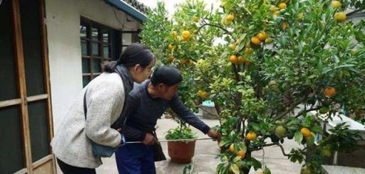 春天除了種花，還可以種「果樹」，看著不起眼，養起來「好處多」