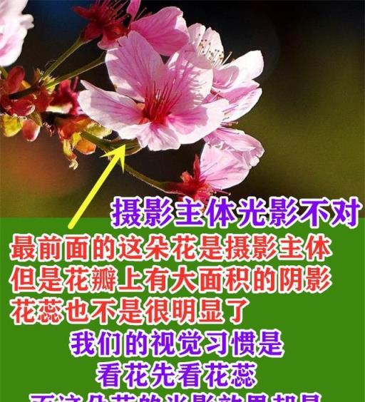 春天拍攝花朵照片，新手記住5句攝影口訣，輕鬆提升照片質量