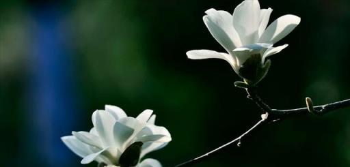 仲春三月玉蘭花開，10首最美玉蘭花詩詞，看霓裳片片，賞束素亭亭