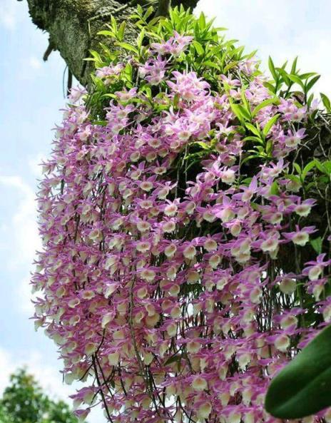 老中醫愛的「仙草花」，開花極漂亮，採花煲湯，養人健康