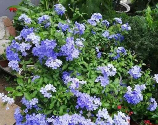 6種花「愛吃土」，定期去換盆換土，才能越長越旺