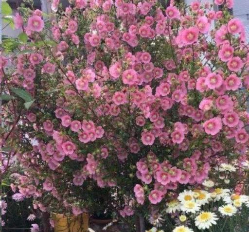 6種花「愛吃土」，定期去換盆換土，才能越長越旺