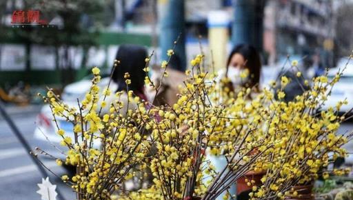 現在去逛花市，別忘了「撿漏」4種花，除了省錢，成活率還特別高