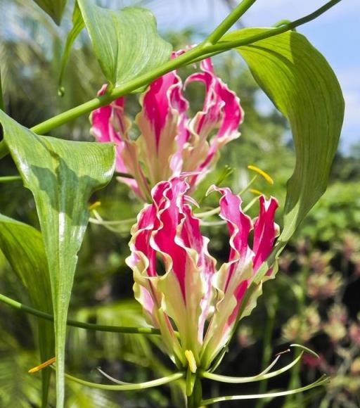 7款「種球花」，花大如拳，香甜如蜜，種一年爆一窩