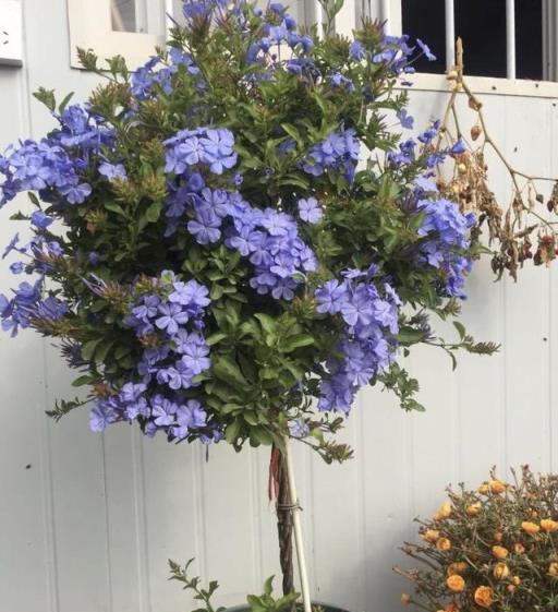 夏天超愛開花的「3種花」，越熱越開花，花很美很好養，能開300天