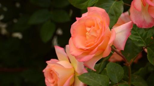 12個月,12朵花,12個詩人化成12花神,誰是你的本命花神