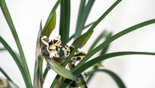 4月養蘭花，抓緊時間去做3件事，對長苗開花都有好處