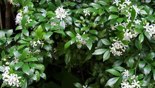 5種一級棒的「驅蚊花」，陽臺養幾盆，蚊子不敢再來