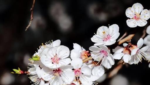12個月,12朵花,12個詩人化成12花神,誰是你的本命花神