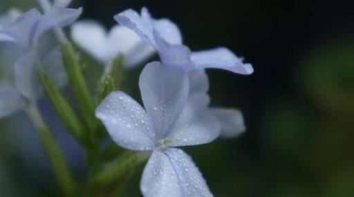 懶人優選，三種輕鬆養護、易開花的花卉