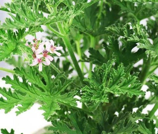 家裡養「驅蚊花」4年了，夏季室內沒蚊蟲，現在說說我的經驗