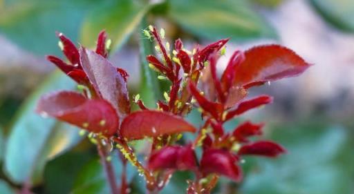 養花總生蟲？4個「狠方法」，殺滅蚜蟲紅蜘蛛，養花一級棒