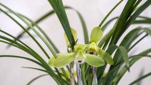 4月養蘭花，抓緊時間去做3件事，對長苗開花都有好處