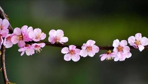 12個月,12朵花,12個詩人化成12花神,誰是你的本命花神