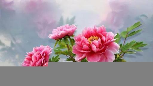 12個月,12朵花,12個詩人化成12花神,誰是你的本命花神