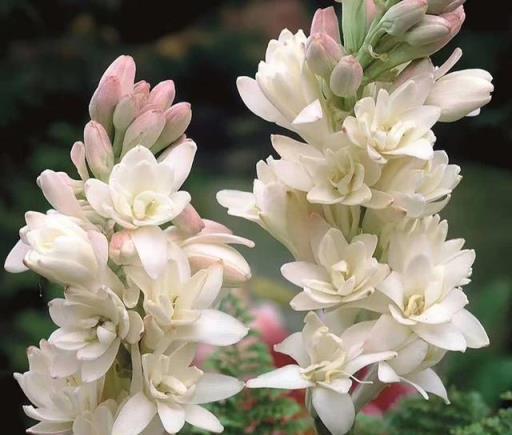 9種「香水花」，又美又高貴，春天種一盆，滿院飄香氣