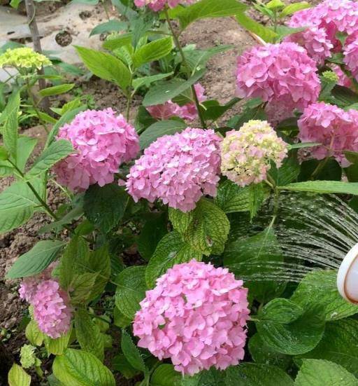 6種「嬌氣花」，就是「大醋缸」，喂醋開花旺，缺鐵就黃葉