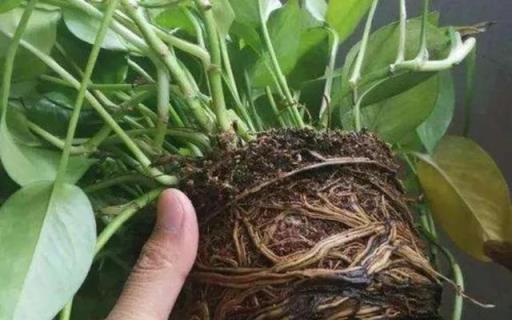 6種花「愛吃土」，定期去換盆換土，才能越長越旺