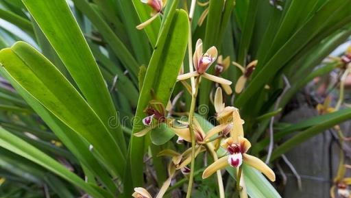 4月養蘭花，抓緊時間去做3件事，對長苗開花都有好處