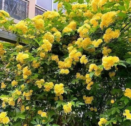 小院之美,一株花的生長奇蹟-imomo植物識別