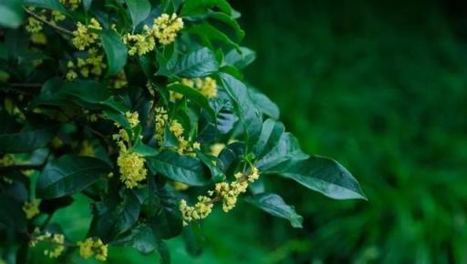 12個月,12朵花,12個詩人化成12花神,誰是你的本命花神
