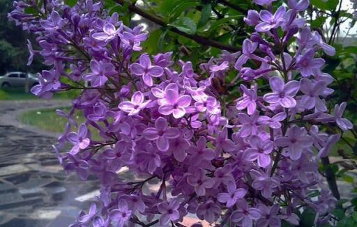 9種「香水花」，又美又高貴，春天種一盆，滿院飄香氣